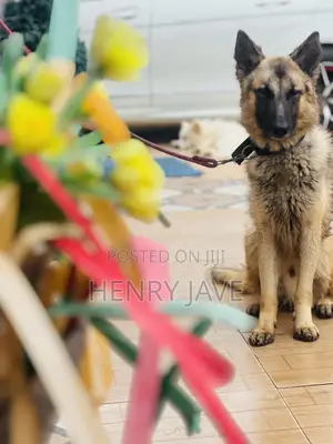 1+ year Male Purebred German Shepherd