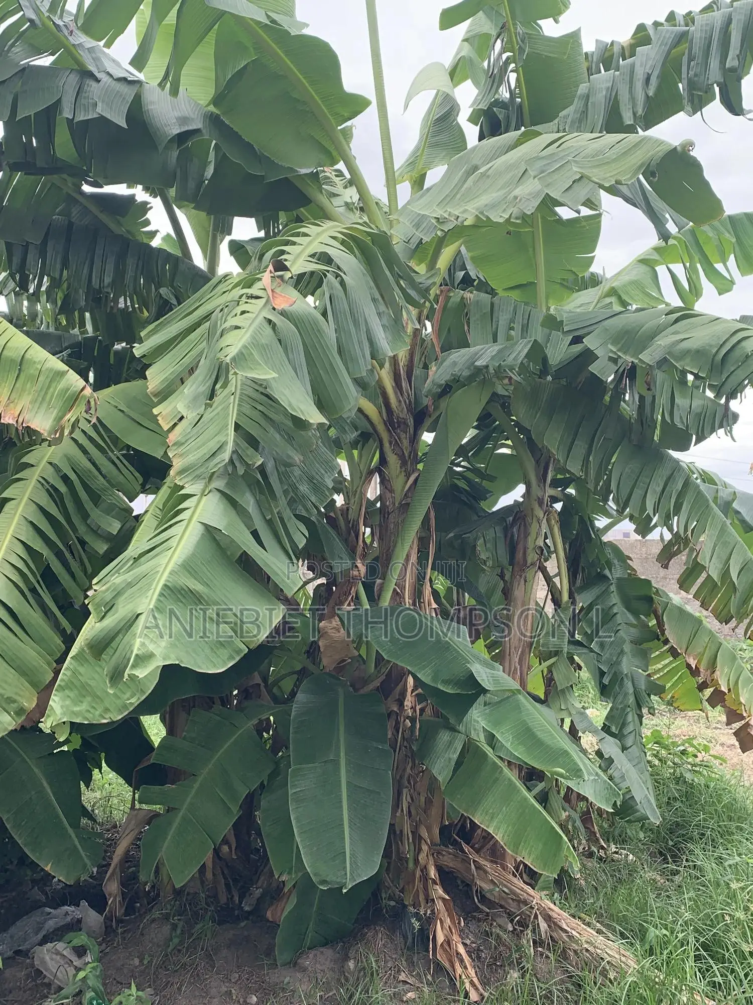 Agric Plantain Suckers