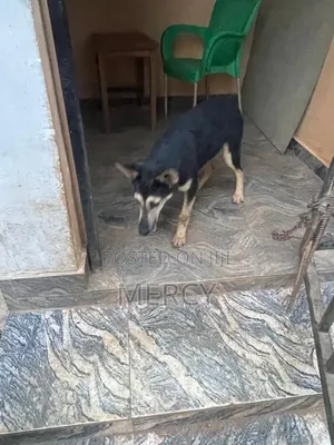 3-6 months Female Purebred German Shepherd