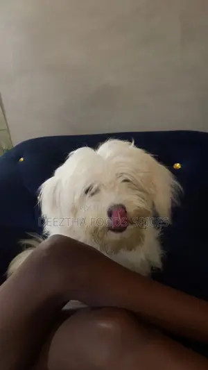 1+ year Female Purebred Lhasa Apso