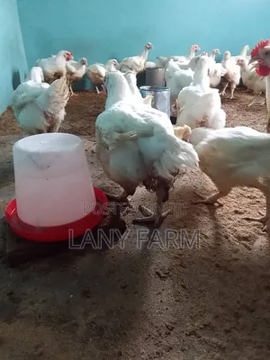 Chicken and Pigs