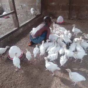6 Weeks Turkey for Sale