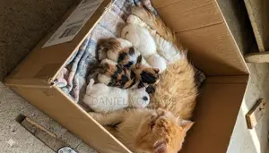 0-1 month Male Purebred Persian