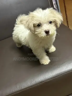 0-1 month Male Purebred Lhasa Apso