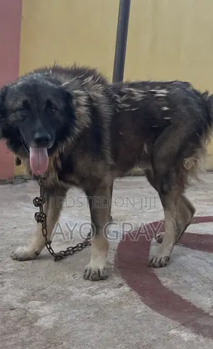 1+ year Male Purebred Caucasian Shepherd