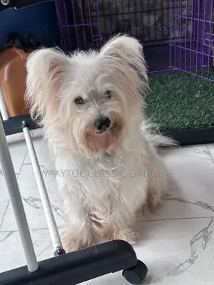 6-12 months Male Mixed Breed Maltese