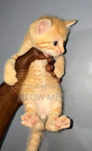 1-3 months Male Purebred American Shorthair