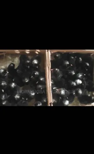 Black Cockriel