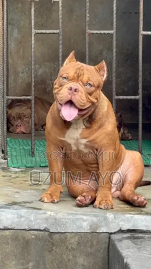 6-12 months Male Purebred American Pit Bull Terrier