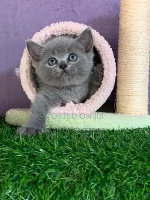 1-3 months Male Purebred British Shorthair