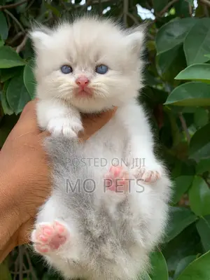 1-3 months Male Purebred Persian