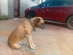 1+ year Male Purebred Boerboel