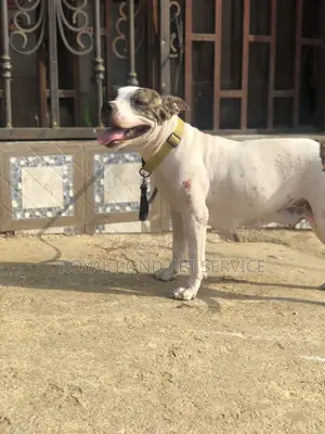 1+ year Female Mixed Breed American Bully