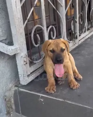 1-3 months Male Purebred Boerboel