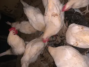 Live Chicken