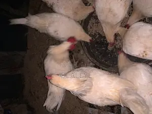 Live Chicken