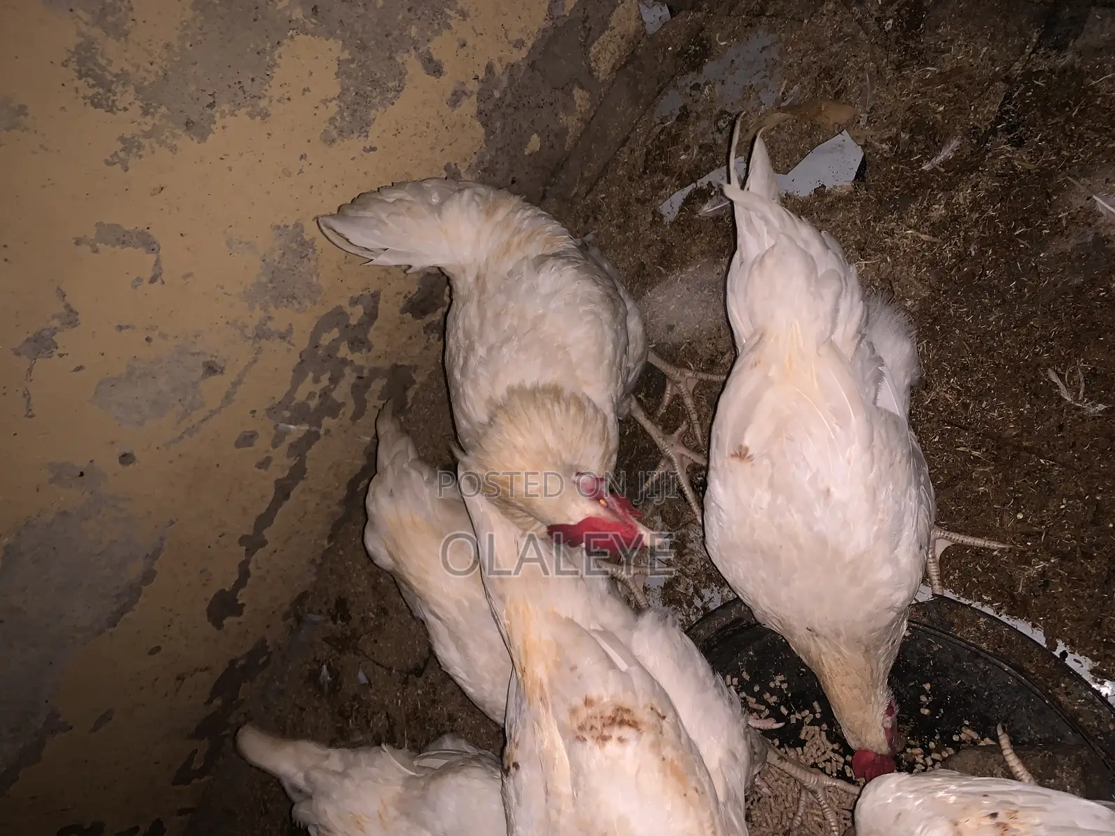 Live Chicken