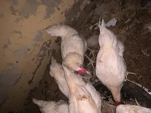 Live Chicken