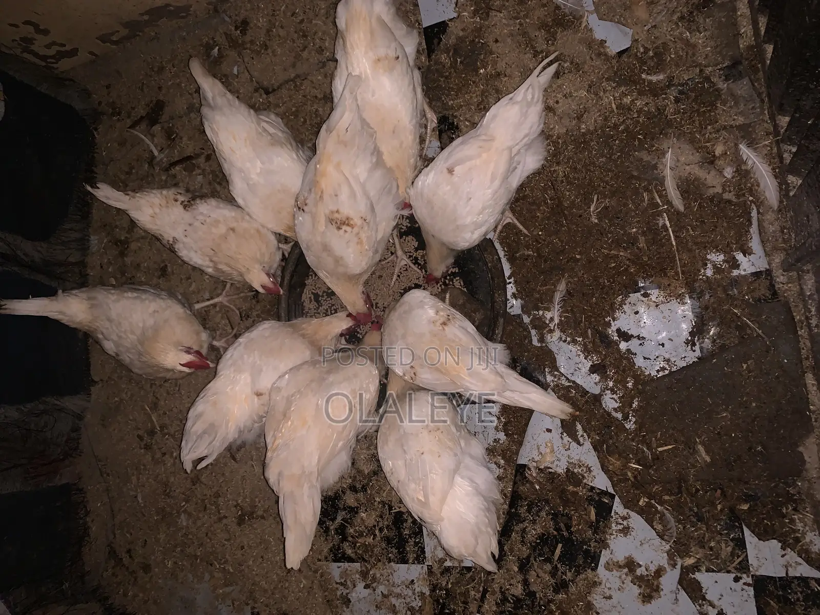 Live Chicken