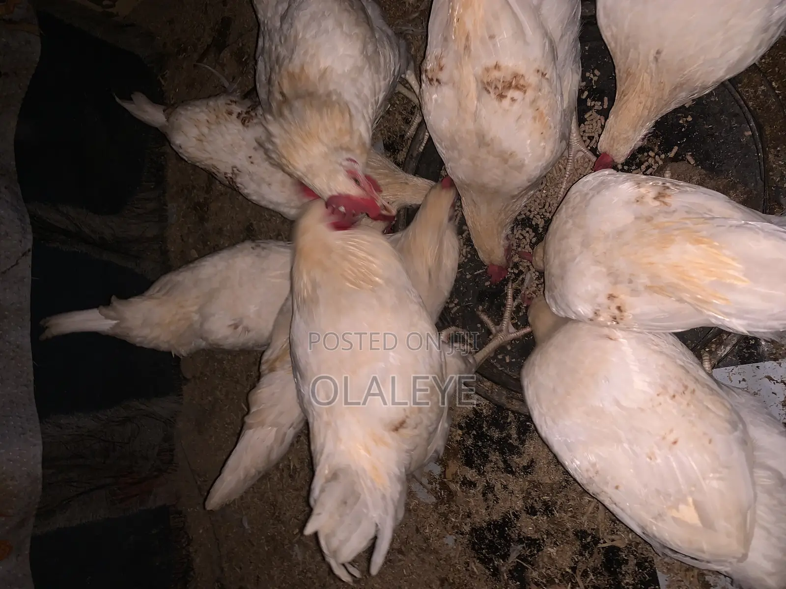 Live Chicken
