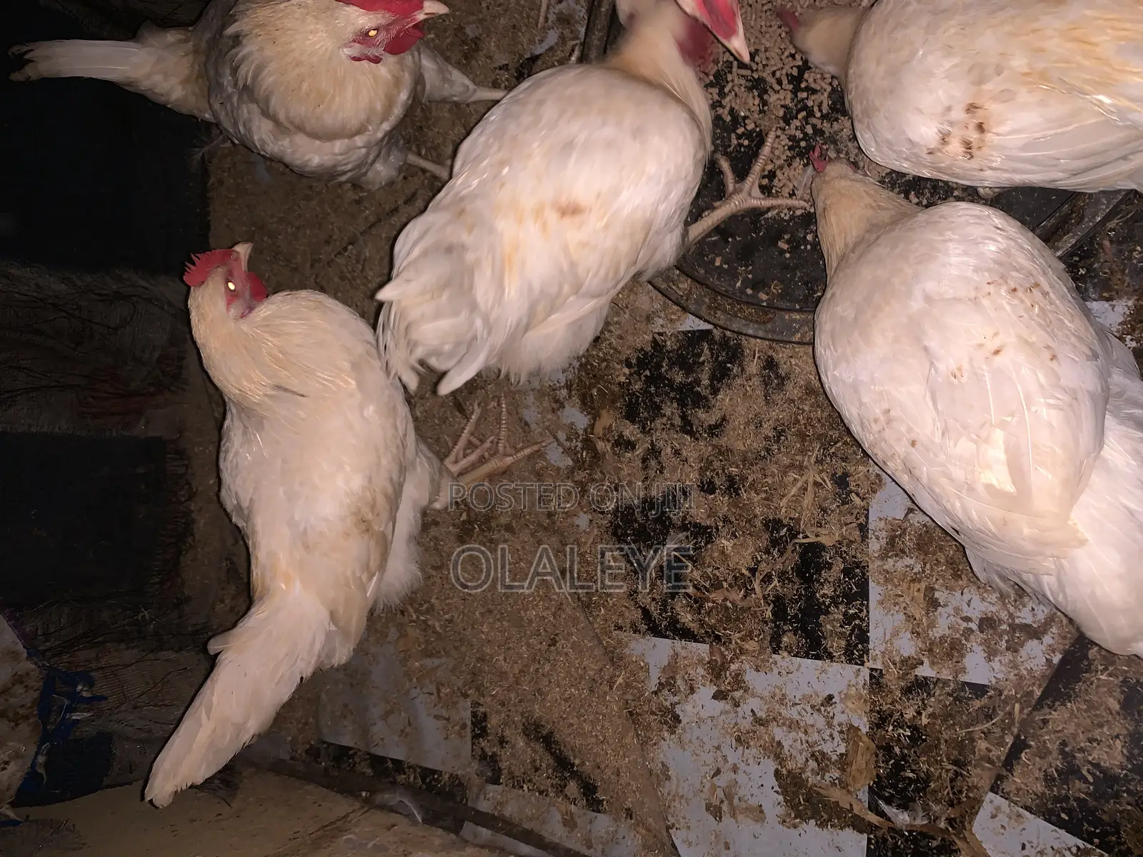 Live Chicken