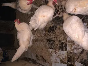 Live Chicken