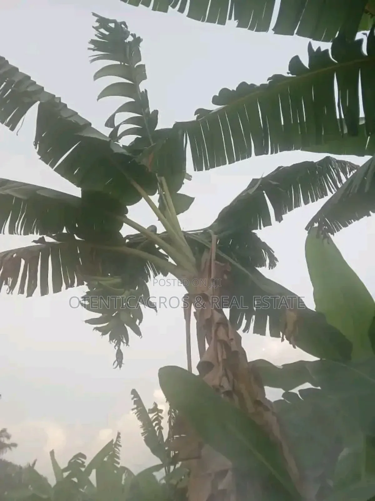 Plantain Suckers