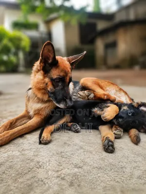 1-3 months Female Mixed Breed German Shepherd