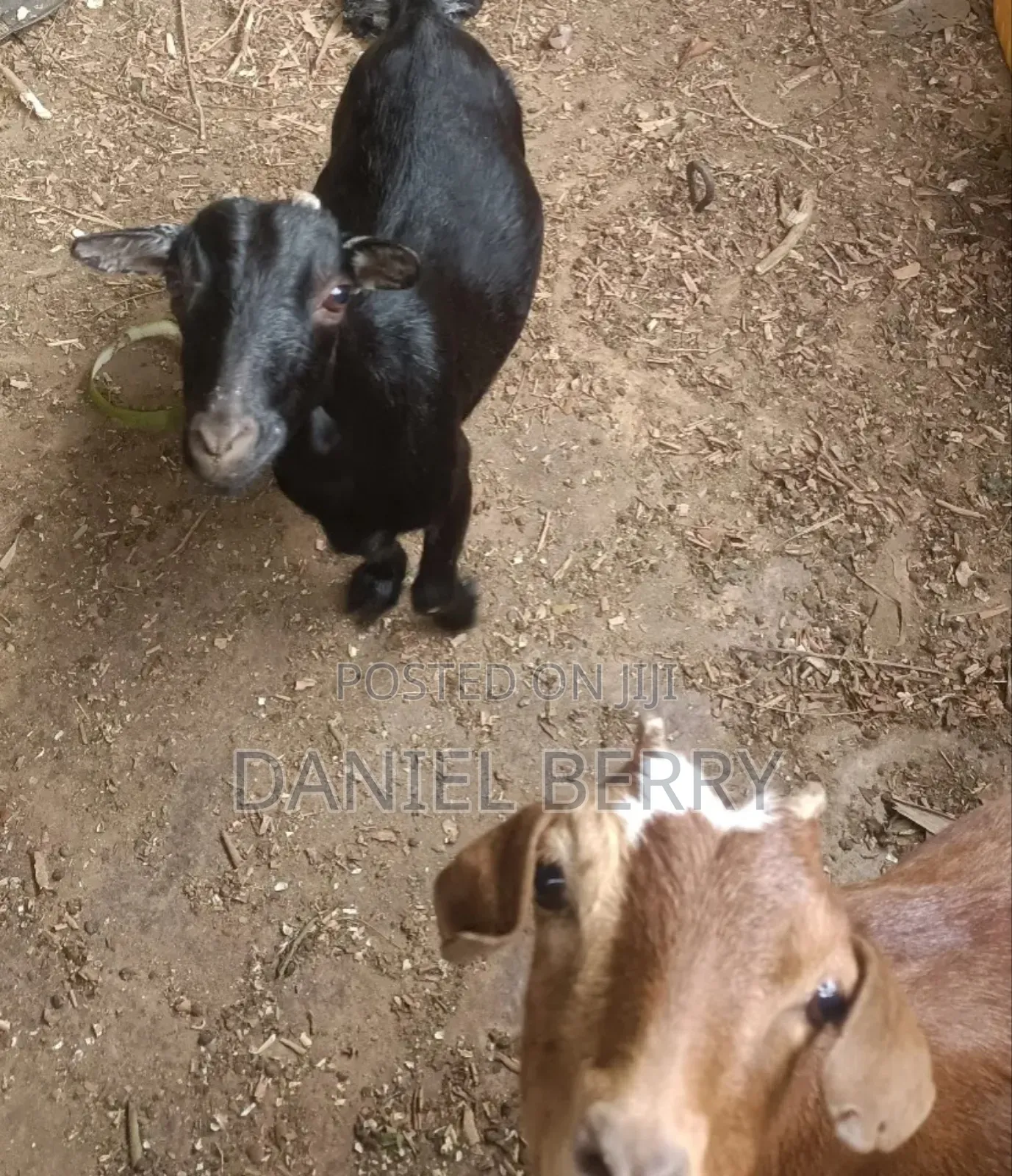Goats for Sale