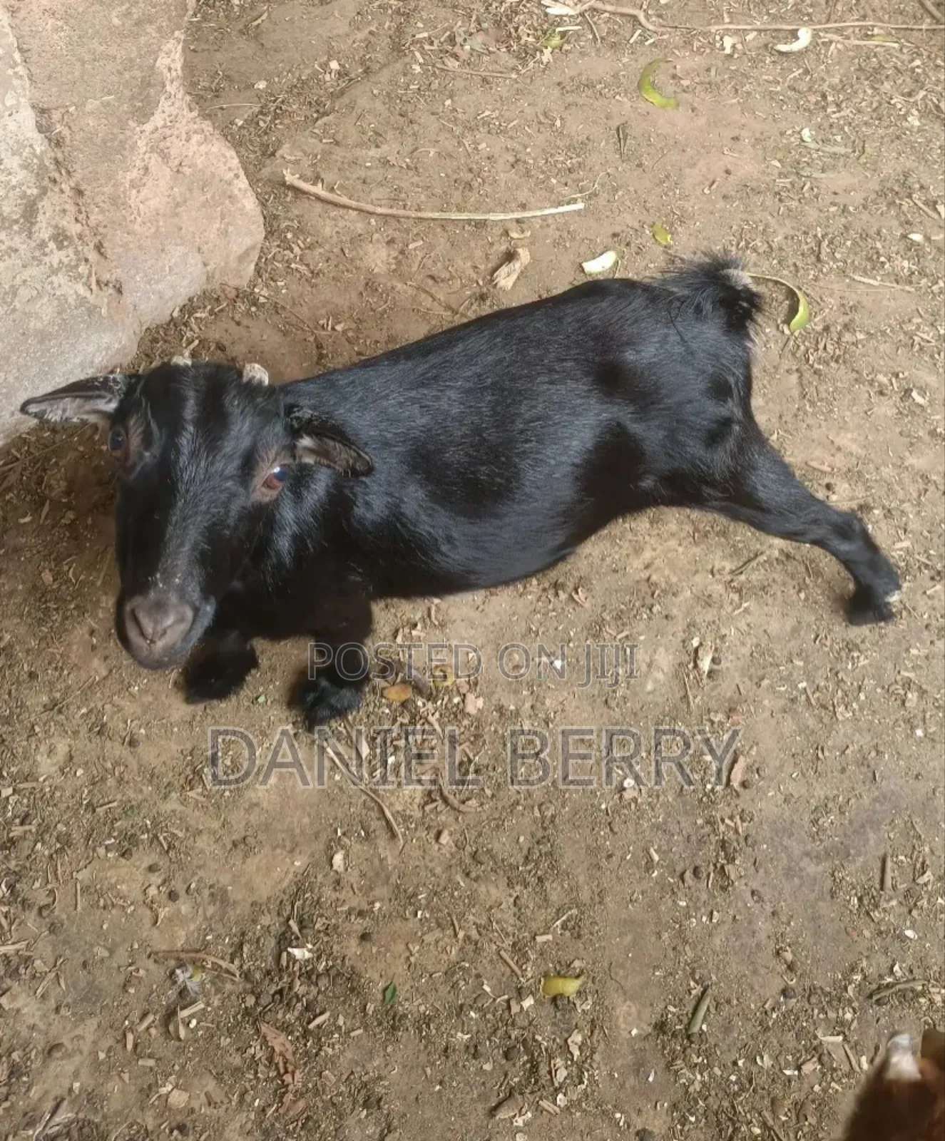 Goats for Sale