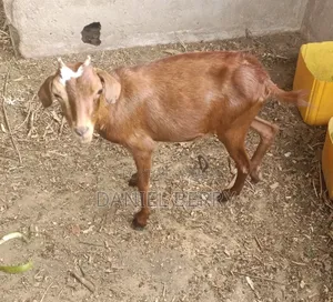 Goats for Sale