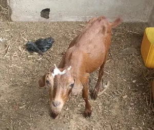 Goats for Sale
