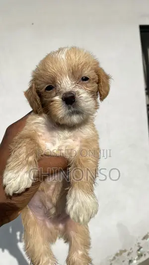 1-3 months Female Purebred Lhasa Apso