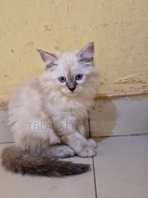 1-3 months Male Purebred Persian