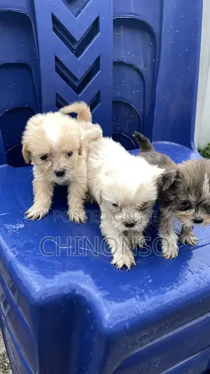 1-3 months Female Purebred Lhasa Apso