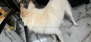 6-12 months Male Purebred American Eskimo
