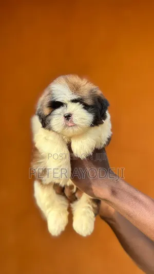 1-3 months Male Purebred Shih Tzu