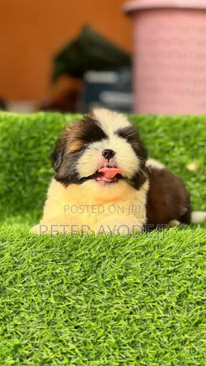 1-3 months Female Purebred Shih Tzu