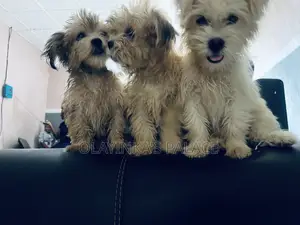 1-3 months Female Purebred Lhasa Apso