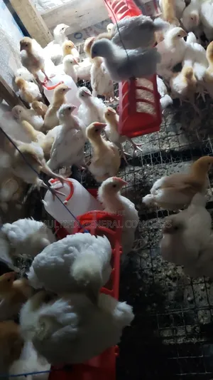 4 Weeks Old Cockerel