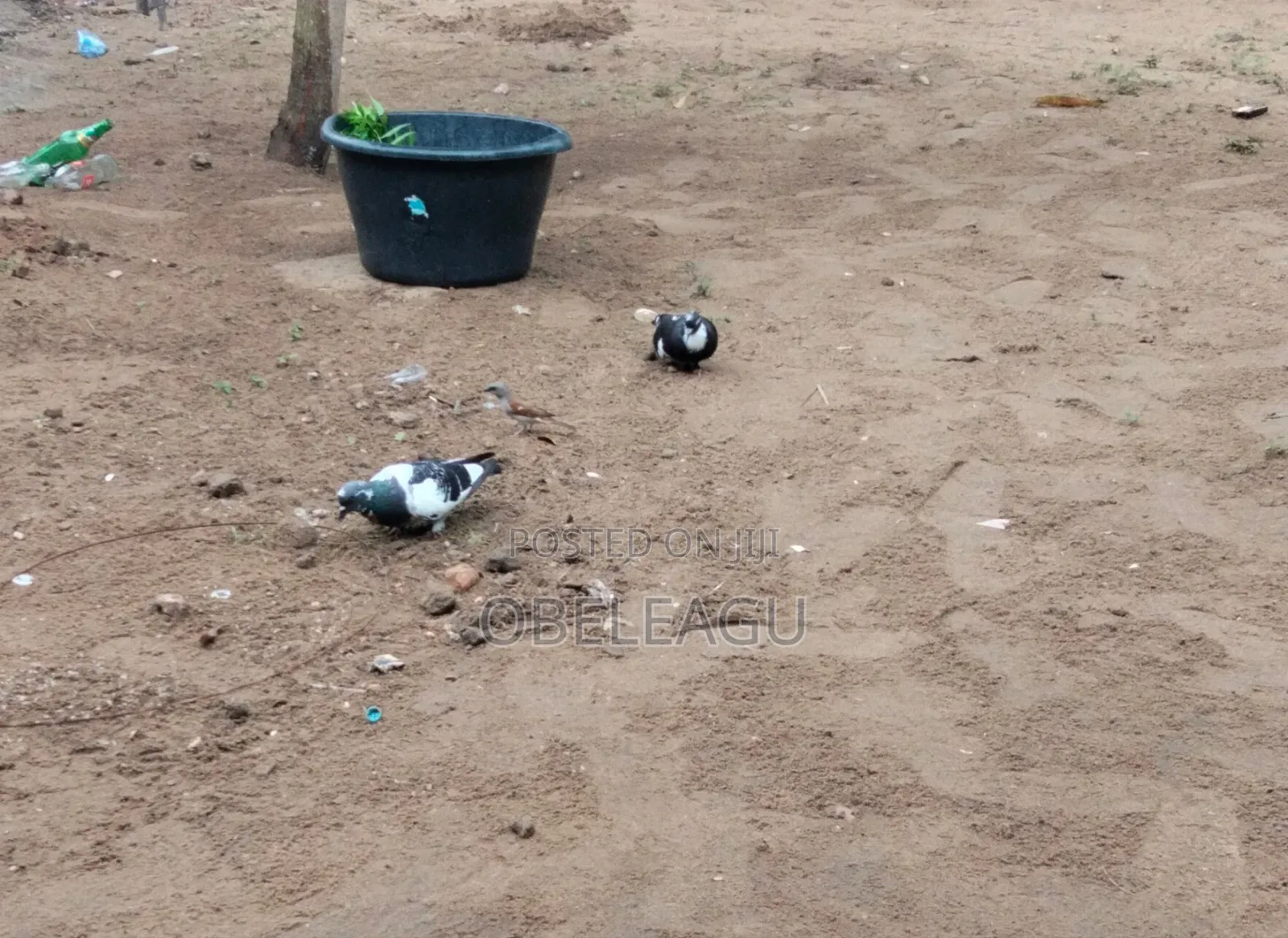 This Pigeon Is Available