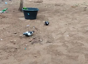 This Pigeon Is Available