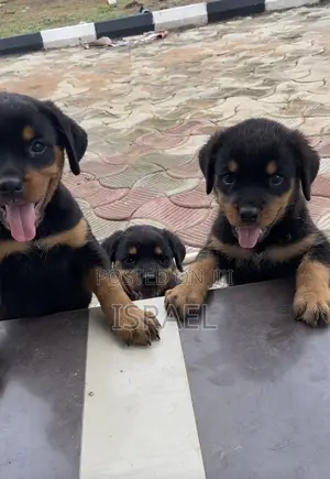 1-3 months Female Purebred Rottweiler