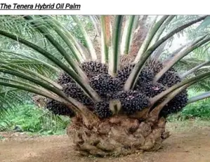 Tenera High Breed Palm Seedlings