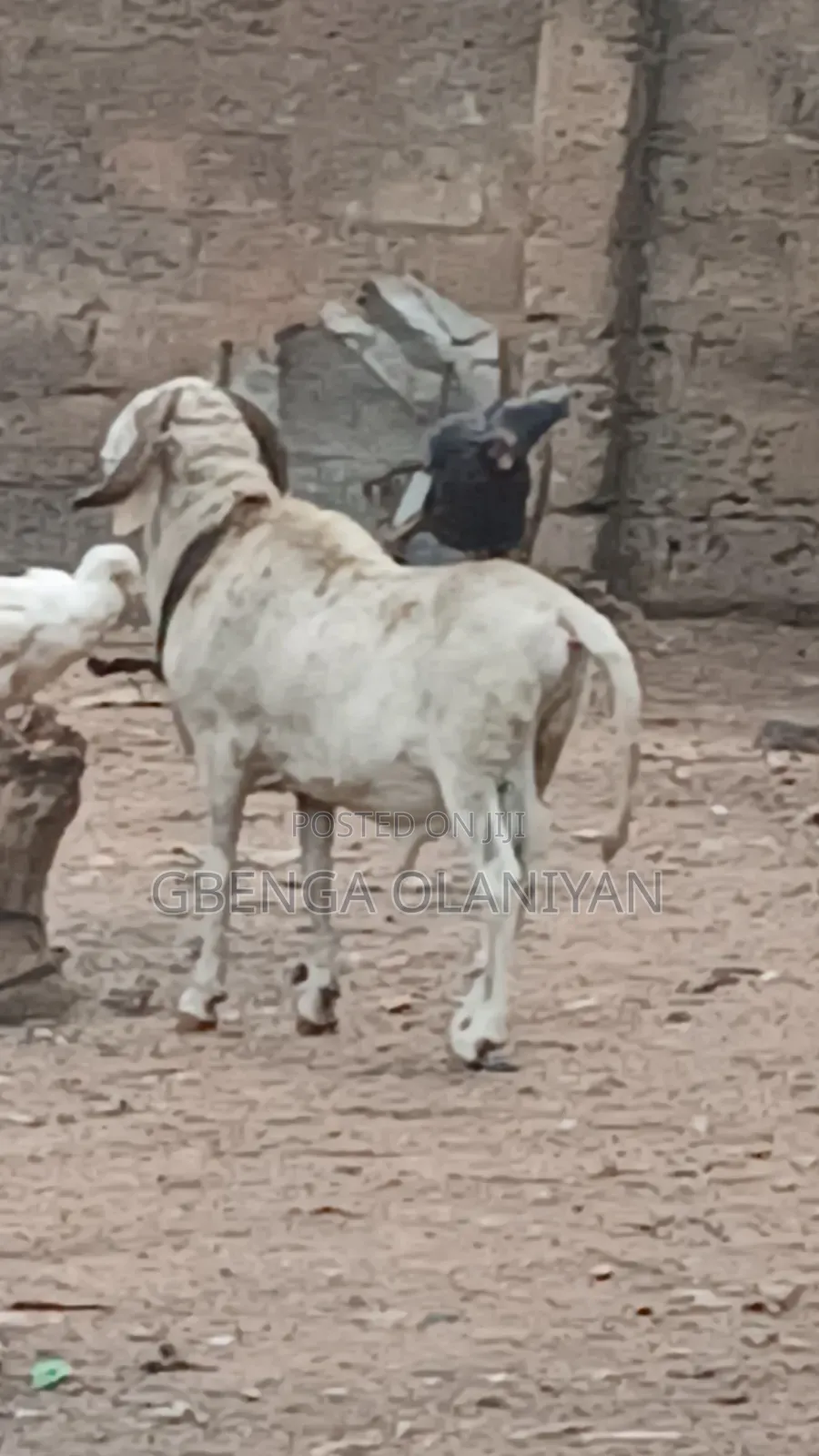 Balami Rams