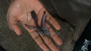 Juveniles Catfish