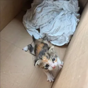 1-3 months Male Purebred American Shorthair