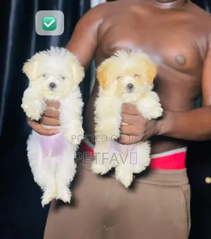 1-3 months Female Purebred Lhasa Apso