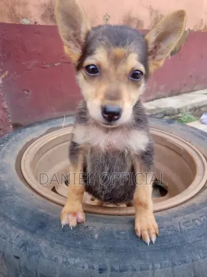 0-1 month Female Purebred German Shepherd