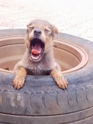 0-1 month Female Purebred German Shepherd